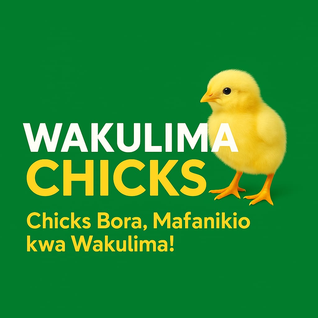 Wakulima Chicks